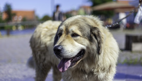 Stock Image: cute big dog on a leash