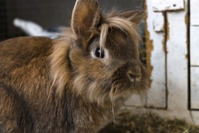 Stock Image: cute brown breeding rabbit portrait in front of his rabbit hutch