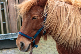 Stock Image: Cute brown pony on a farm