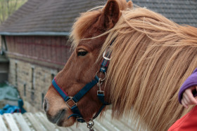 Stock Image: Cute brown pony portrait