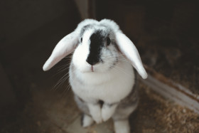 Stock Image: cute bunny
