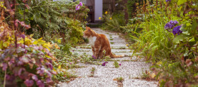 Stock Image: cute cat on a garden way