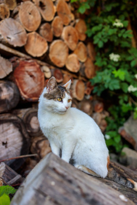 Stock Image: Cute cat sitting on a tree trunk