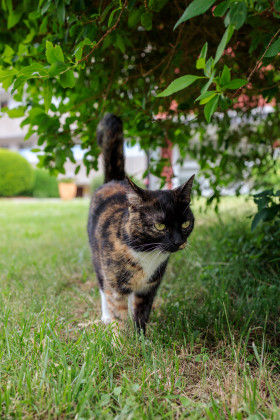 Stock Image: Cute cat under a tree