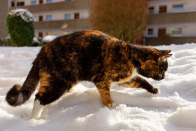 Stock Image: Cute cat walks in snow