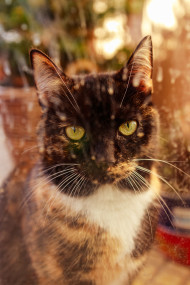 Stock Image: Cute colorful cat behind a window