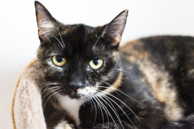 Stock Image: cute colorful cat portrait