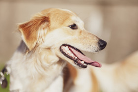 Stock Image: cute dog on a sunny day