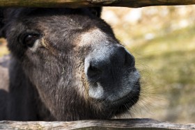 Stock Image: Cute Donkey squeezes his nose through the fence