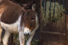 Stock Image: Cute donkeys fluffy head