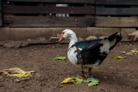 Stock Image: Cute Duck on a Farm