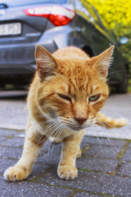 Stock Image: Cute ginger cat standing on a street