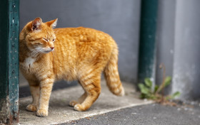 Stock Image: Cute ginger red cat in the urban city
