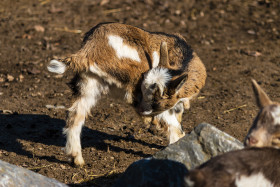 Stock Image: cute goat kid