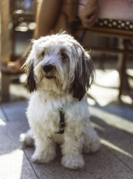 Stock Image: cute havanese dog