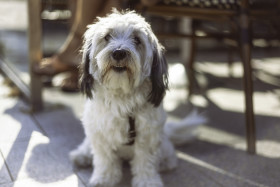 Stock Image: cute havanese dog under a table