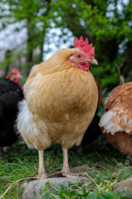 Stock Image: Cute hen on a farm outdoors