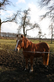 Stock Image: Cute Horse in Autumn