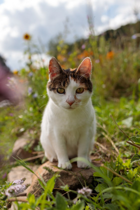 Stock Image: Cute house cat sitting in the garden