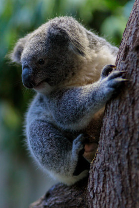 Stock Image: Cute koala