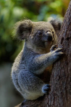 Stock Image: Cute koala clings to tree