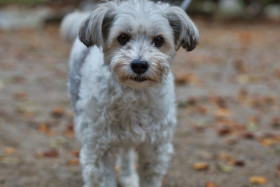 Stock Image: cute little dog