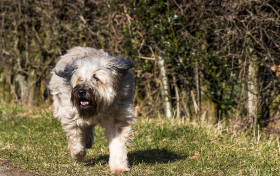 Stock Image: cute longhair dog