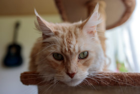 Stock Image: Cute lying domestic cat