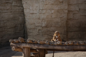 Stock Image: cute monkey baby