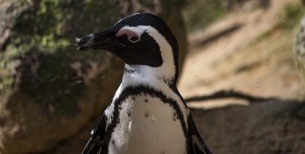 Stock Image: cute penguin portrait