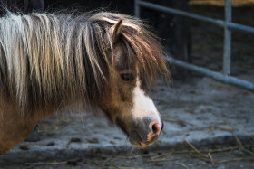 Stock Image: cute pony portrait