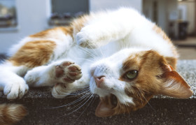 Stock Image: cute red cat