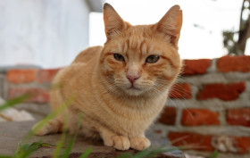 Stock Image: Cute red cat