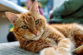 Stock Image: Cute red Cat Portrait