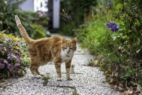Stock Image: cute red old cat in the garden
