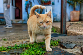 Stock Image: Cute red tomcat