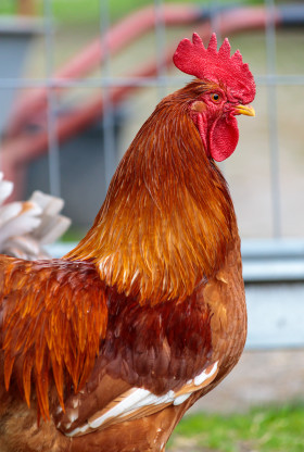 Stock Image: Cute Rooster