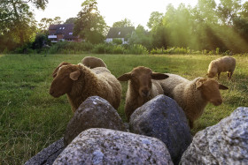 Stock Image: cute sheep looking at the camera