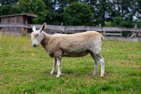 Stock Image: Cute sheep photographed from the side