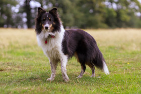 Stock Image: Cute Sheepdog on a meadow
