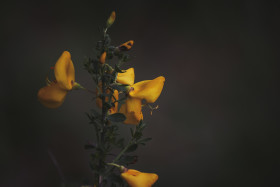 Stock Image: Cytisus scoparius