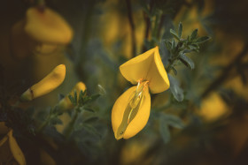 Stock Image: Cytisus scoparius blossom