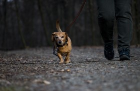 Stock Image: dachshund and owner