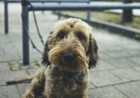 Stock Image: dachshund portrait