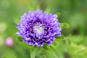 Stock Image: Dahlia Carolina Moon Purple Flower