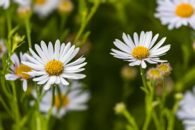 Stock Image: daisies august