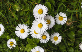 Stock Image: daisies from above