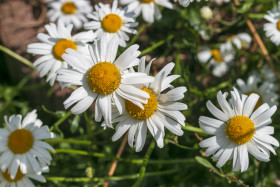 Stock Image: daisies from above - beautiful white meadow flower background