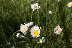 Stock Image: daisies in april