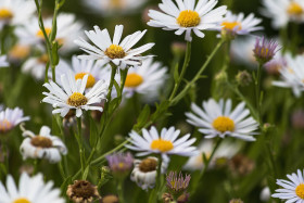 Stock Image: daisies in august
